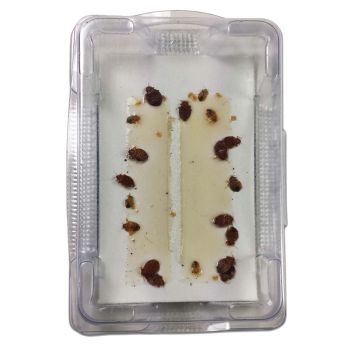 BedBug Alert Monitor Trap (set 12)